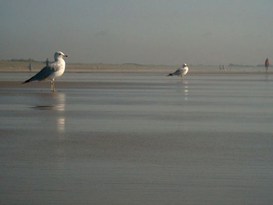 La Plage
Seagulls at Ogunquit beach, Maine
